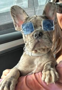 PARIS, French bulldog