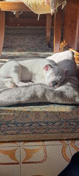 Dylan, American Staff