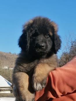 Doc de The Dream of The Rivel Kennel, Leonberg