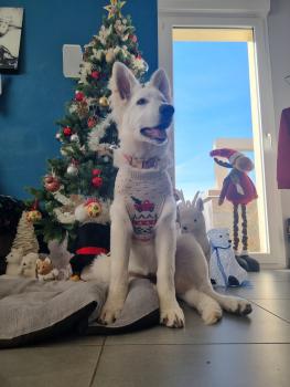 Aiko du loup de fumseck, Pastore Svizzero Bianco