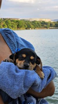 Manuel Alberto, Parson Jack Russell Terrier (De Pelaje Corto - Suave)