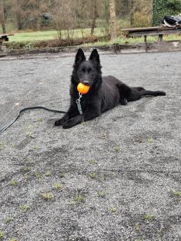 Alba, Belgian Shepherd Dog