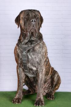 Woltaire de la vallée des mountches, Mastiff