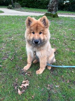 Aïko, Eurasier