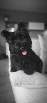 Alfred, Scottish Terrier