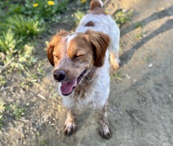 Yoko, Brittany Spaniel 