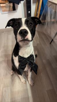 Lola, American Staffordshire Terrier