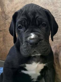 Athena, Dogue Alemão