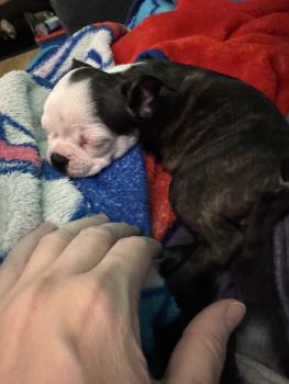 Aska, Boston Terrier