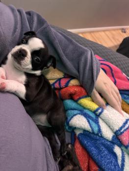 Yoko, Boston Terrier