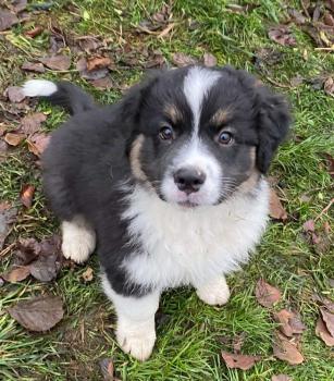 Vinnie, Australian Shepherd