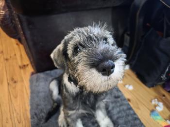Maurice, Schnauzer
