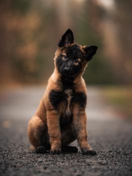 Polte, Belgian Tervuren