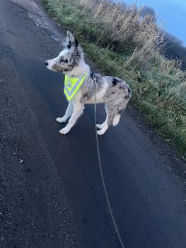 Kaï, Border Collie