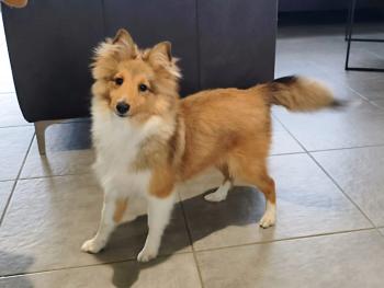 Aiko, Pastor-de-shetland