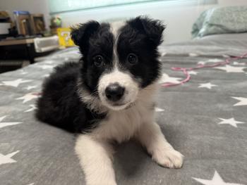 Buna, Border Collie