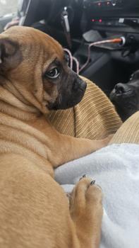 Akor, Staffordshire Bull Terrier