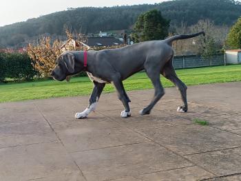 Dexter de Dogolimpo, Gran Danés