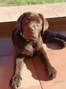 Nilo de los Alargos, Labrador