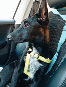 Ayko, Malinois Shepherd Dog