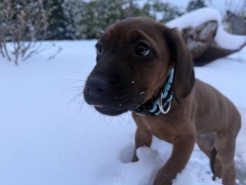 ASKO, Rhodesian Ridgeback
