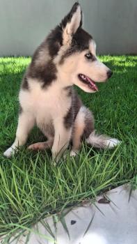 Max, Siberian Husky