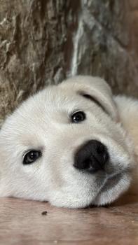 Coco, Mastino spagnolo