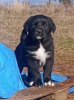 Jara, Mastim espanhol