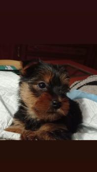 Lua sweet Yorkshire, Yorkshire Terrier