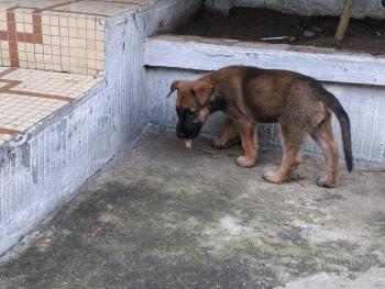 Brina, Malinois Shepherd Dog
