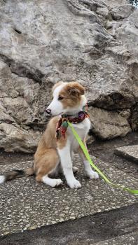 Mimosa, Border Collie