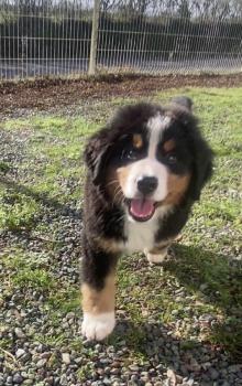Cooper, Bernese Cattle Dogs