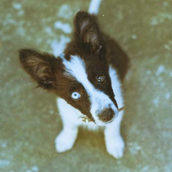 Yuki, Border Collie