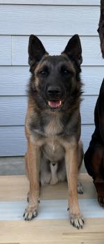Grizzly, Malinois Shepherd Dog