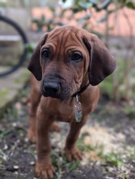 Nero, Rhodesian Ridgeback