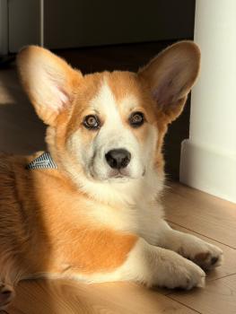 Ubert, Welsh Corgi Pembroke