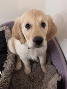 Diana, Golden Retriever