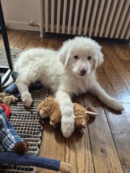 Atlas, Pyrenean Mountain Dog