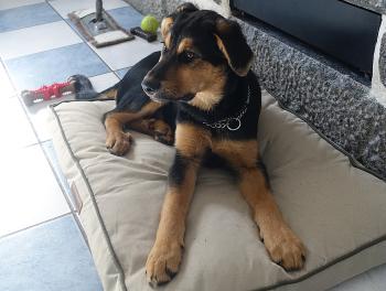 Muphy, Beauceron