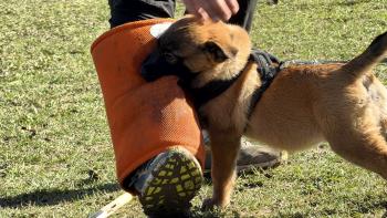 Ades, Malinois Shepherd Dog