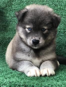 Aika, Siberian Husky