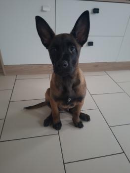 Arkan, Berger Malinois