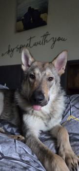 Suni, Czeslovakian Wolfdog