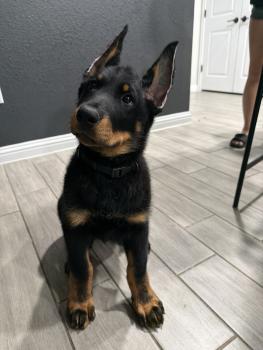 Kilo, Beauceron Beauce Shepherd