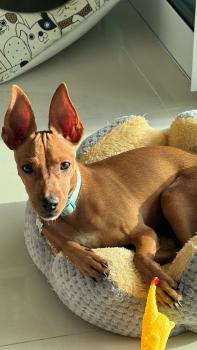 Bilico, Pinscher