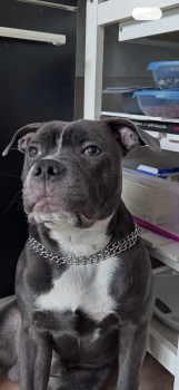 Askar, Staffordshire Bull Terrier