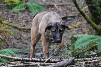 Zouk, Beauceron Beauce Shepherd