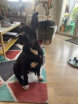 Paupiette, Staffordshire Bull Terrier