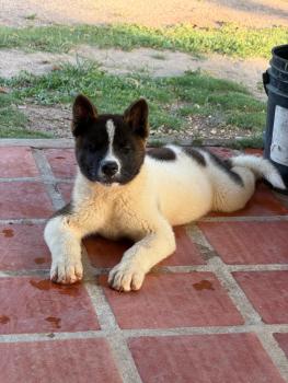 Apolo, Akita Inu