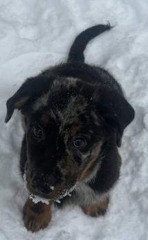 Koda, Beauceron Beauce Shepherd